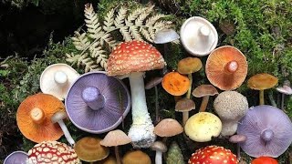 How would you describe a mushroomWhat is a mushroom best described asWhat is a mushroom in a short [upl. by Atims]