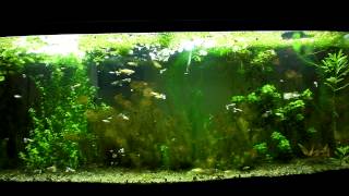 Guppy planted aquarium with kitty litter substrate [upl. by Theodore]