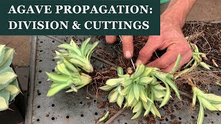 Agave propagation How to divide Agave and root cuttings with Aaron Selby [upl. by Marley]