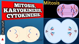 Mitosis Karyokinesis Cytokinesis Cell Division Processes Explain [upl. by Eledoya]