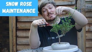 Maintenance pruning on my Snow Rose Serissa bonsai [upl. by Niwri]