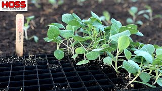 FALL GARDENING  PLANTING CABBAGE RUTABAGAS PURPLE CAULIFLOWER AND MORE [upl. by Sihun87]