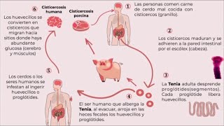 Cisticercosis INCMNSZ  Educación para la Salud [upl. by Amliv]