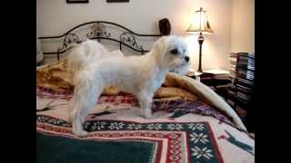 Maltese growling at dog on Travelers Insurance commercial [upl. by Olcott285]