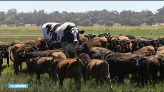 Dan maar eeuwigdurend verlof stier te groot voor slachthuis [upl. by Nodaj]