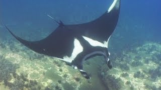 Manta Rays Eagle Rays amp Mobulas  Reef Life of the Andaman  Part 6 [upl. by Blankenship]