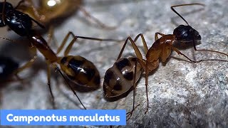 Муравьи Camponotus maculatusИстория моей семьи и оценка вида [upl. by Ridley]