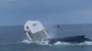 Whale surfaces capsizes fishing boat [upl. by Rizzo]