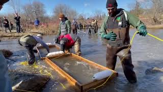 Fish Lift Cobourg Creek April 2 2022 [upl. by Jeri]