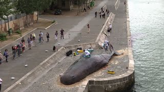 Une baleine échouée en plein Paris I AFP News [upl. by Errecart128]