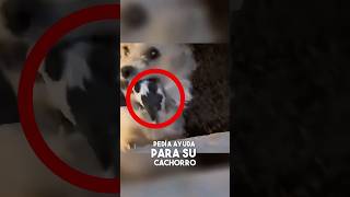 Esta perrita pedía ayuda desesperada para su cachorro 🐶 [upl. by Uah972]