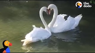 Swan Couple Has SWEETEST Reunion  The Dodo [upl. by Ysle]