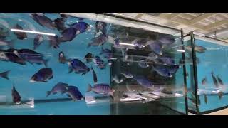 Placidochromis phenochilus Mdoka by AquahausGaus [upl. by Zetram]