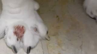 Vet Seal Our Dog Butters Cyst Drainage [upl. by Ainar]