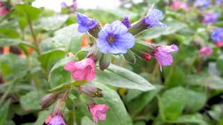 Propiedades Curativas de la Pulmonaria Pulmonaria officinalis [upl. by Treiber]