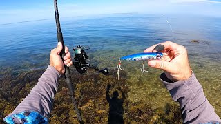 Topwater Ultra Clear Back Bay and Ocean Surf Bite  Fishing Montauk Episode 1 [upl. by Pacifica]