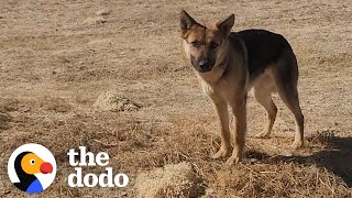 Woman Goes To Desert Every Day To Try To Rescue A German Shepherd  The Dodo Faith  Restored [upl. by Lowrie]