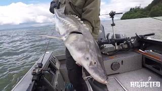 Big Columbia River Sturgeon Fishing In Astoria Oregon [upl. by Devin208]