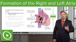 Formation of the Right and Left Atria Ostium Secundum amp Foramen Ovale – Embryology  Lecturio [upl. by Matthus]