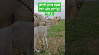 ऊंटनी आज बच्चा दिया और इत्ता दूध देती हैं  camel beby milk shortsfeed cow [upl. by Novit]