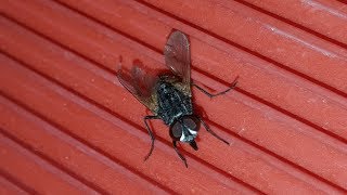 HOUSEFLY INSECT EATING UNDER MICROSCOPE ALIVE  CLOSEUP [upl. by Caplan]