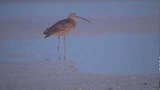 Longbilled Curlew [upl. by Mirth338]