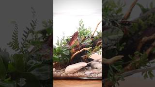 Making a planted driftwood terrarium with epiphytes [upl. by Hsetirp]