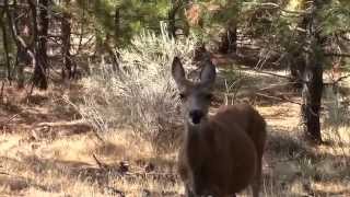 Dramatic Deer in the Yard [upl. by Enivid37]