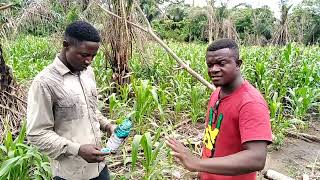 How To Apply WeedicideHerbicide In A Maize Farm [upl. by Anikes897]