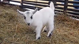 Bouncy Lambs and Baby Goats 2016 [upl. by Belak314]