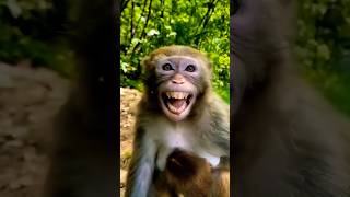 ￼ monkey comedy video 😂 comedy funny funnyvideo shorts [upl. by Airrat]