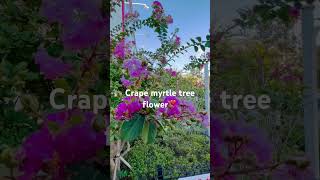 Crape Myrtle tree originated in Australia flower blooms in Japan during summer [upl. by Saltsman]