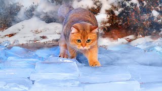 Can Cats Walk On Ice Floor  Compilation [upl. by Leanard]