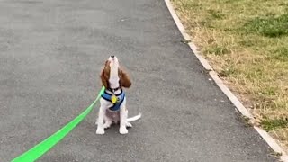 Cute Cavalier King Charles Spaniel Barking and Howling  Ruby Cavalier Howl [upl. by Ahsenac]