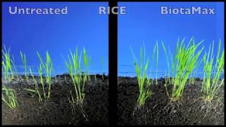 BiotaMax seed germination  rice [upl. by Adelpho]