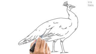 Peahen Bird Sketch Drawing Easy How To Draw Simple indian peafowl Bird Cartoon Step By Step [upl. by Nana]