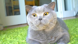 Blue British Shorthair Cat ASMR Brushing [upl. by Anelej]