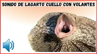 Sonido lagarto de cuello con volantes [upl. by Finbur]