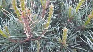 Removing Sawfly Larvae from Ornamental Pines [upl. by Anirazc]