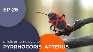 Pyrrhocoris apterus  Pillole entomologiche  26  sottotitolato [upl. by Piefer]