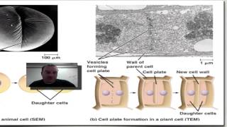 Chapter 10 Part 7  Cytokinesis [upl. by Adnamas]