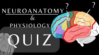 Neuroanatomy Quiz Anatomy and Physiology of the Cerebrum Lobes Gyri amp Sulci anatomyquiz shorts [upl. by Baxie]