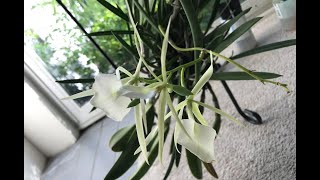 Brassavola and other orchid care [upl. by Melody859]