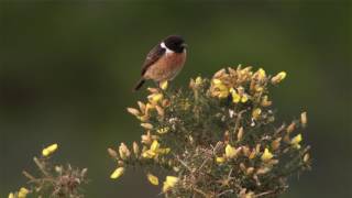 Stonechat [upl. by Teufert658]