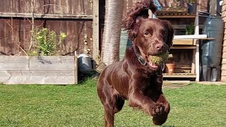 cocker spaniel training Drill [upl. by Fausta]