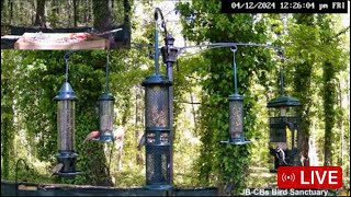 LIVE  Daily PIP Goldfinch BONANZA Warblers Cardinals Jays Woodpeckers Doves And More live [upl. by Latoye]