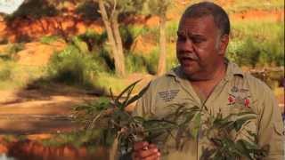 Plants uses and medicines near Woorabinda with Steve Kemp [upl. by Etep]