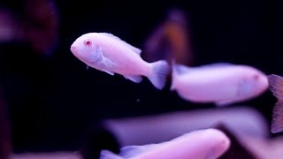 Pseudotropheus Socolofi Albino [upl. by Notrub]