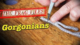 The Frag Files Gorgonians  Gallery Aquatica TV [upl. by Eisso]