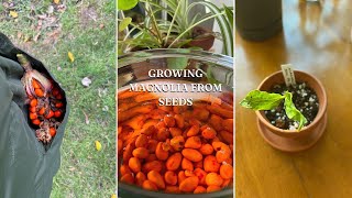 How To Germinate Magnolia Seeds  Seed Stratification and Sowing ASMR [upl. by Fonda957]